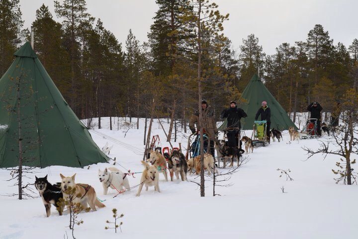 artic circle camping and dogs sled