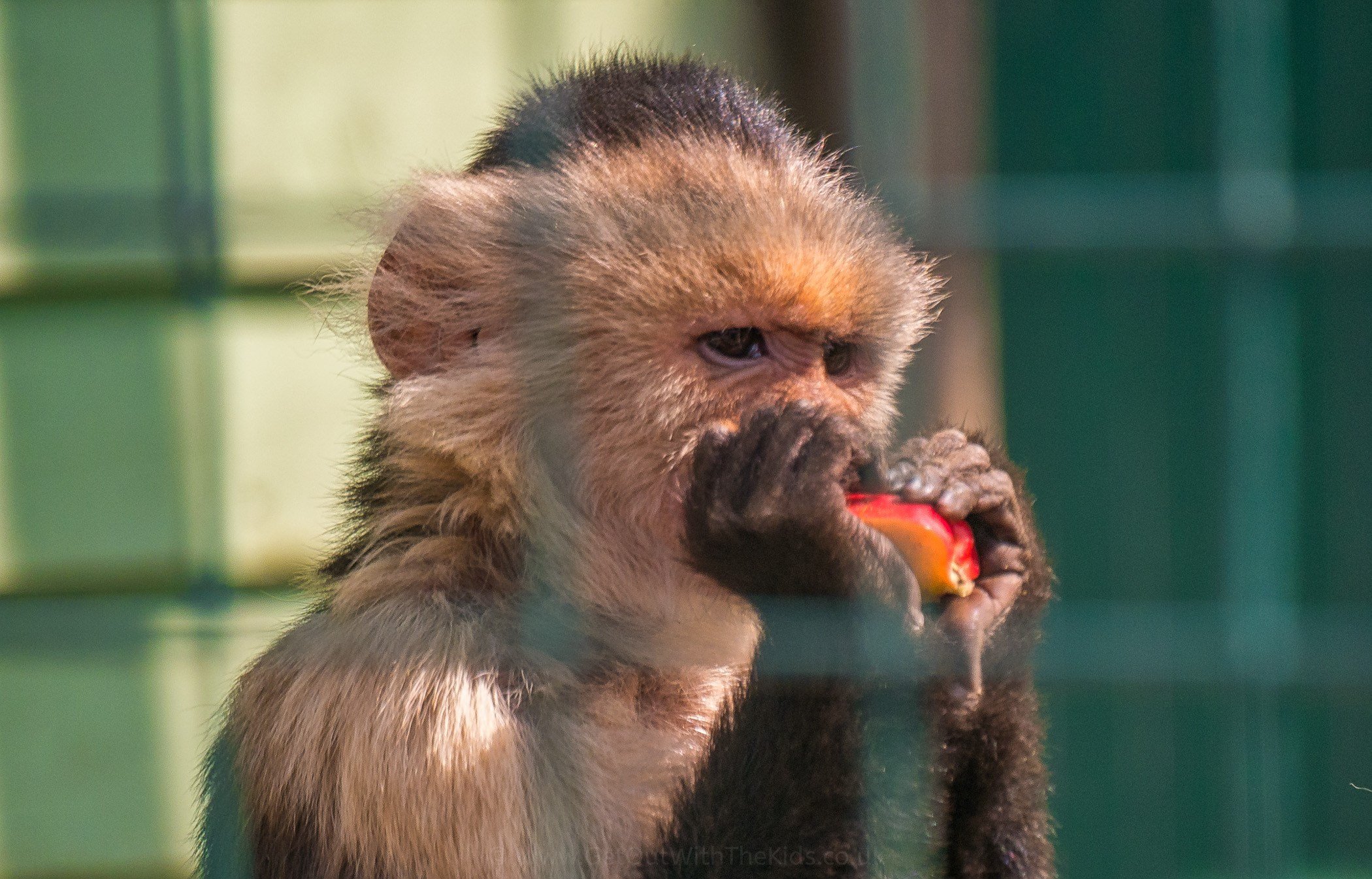 Monkey eating on food