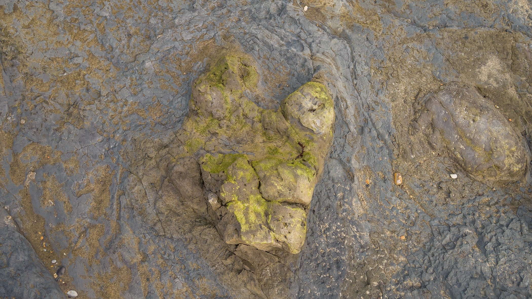 A dinosaur footprint we saw on the Isle of Wight