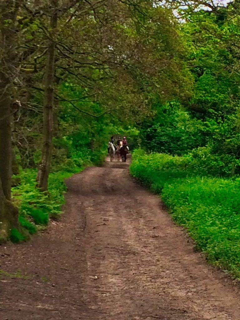 Horses on the Nescliffe trail