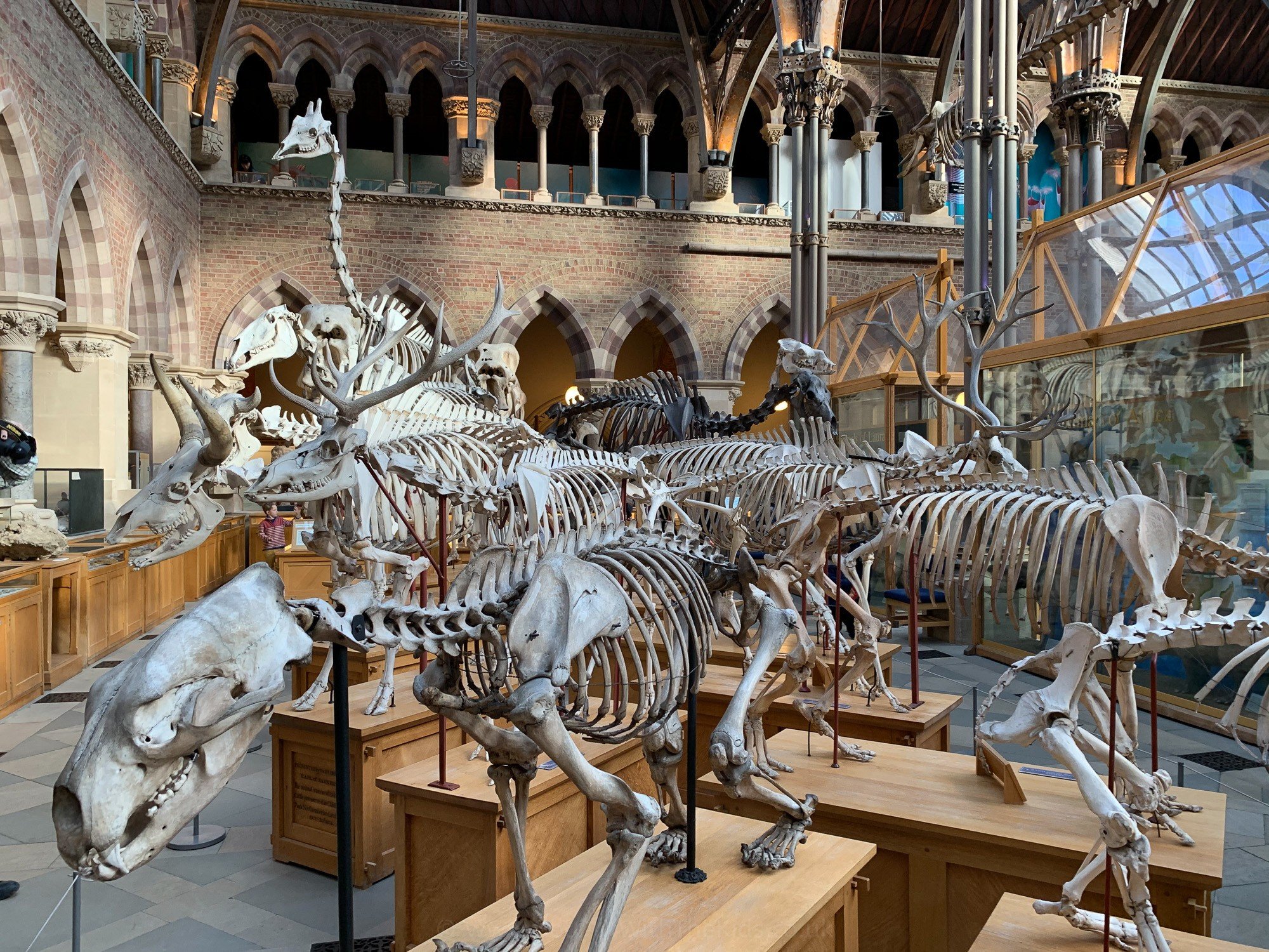 Exhibit of different animal skeletons