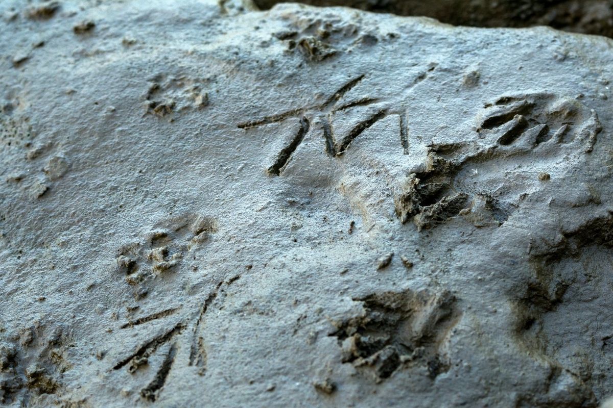 Animal tracks left in the snow